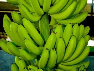 Fresh Green Banana