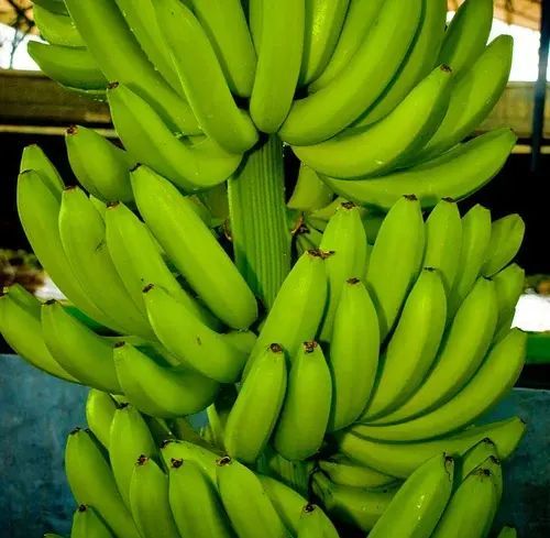 Fresh Green Banana