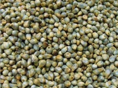 Green Millet Seeds