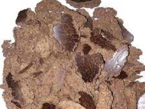 Palm Kernel Cake