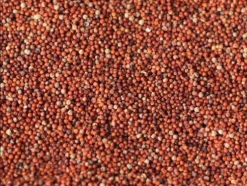 Red Millet Seeds
