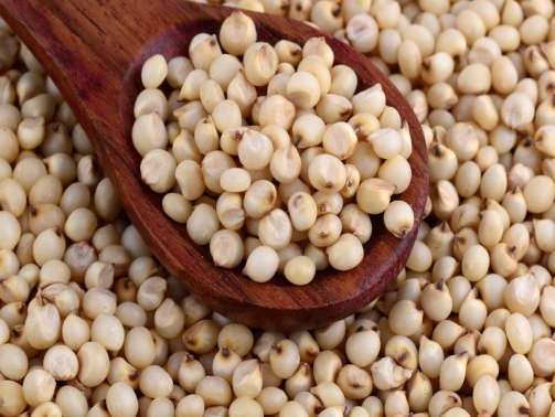 Sorghum Seeds