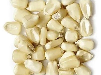 White Maize Seeds