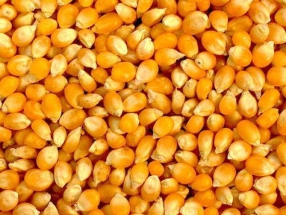 Yellow Maize Seeds