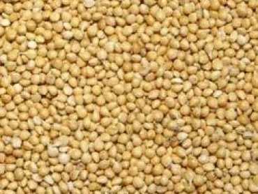 Yellow Millet Seeds